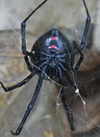 Northern Black Widow